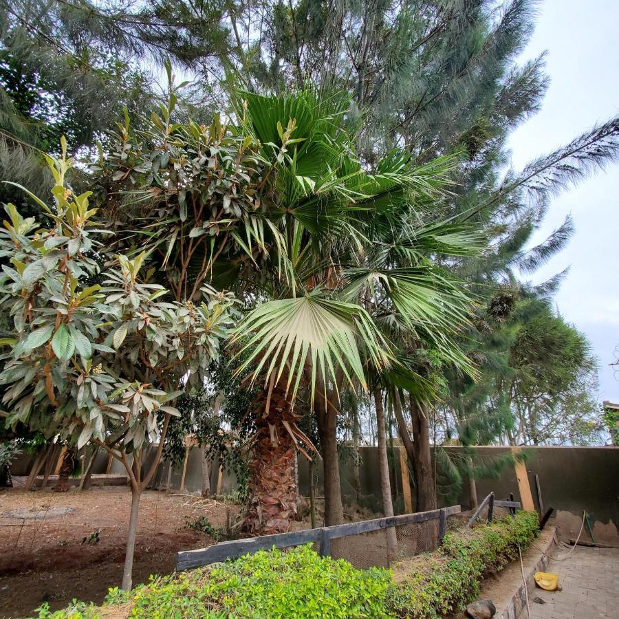 Hotel Palm Nest - Near Jkia Nairobi Zewnętrze zdjęcie